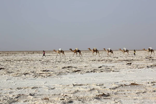 Kameler husvagn bär salt i Afrikas Danakil öken, Etiopien — Stockfoto