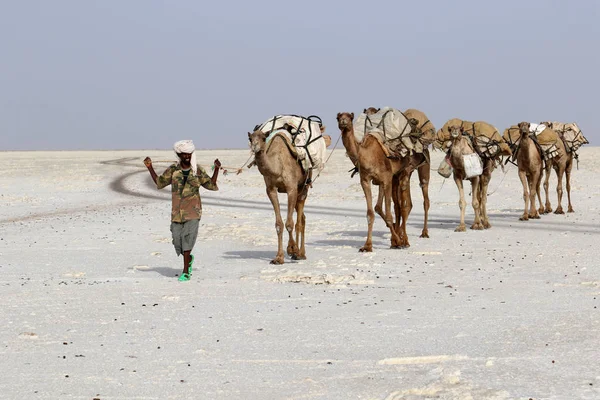 携带盐在埃塞俄比亚非洲基尔沙漠中的骆驼商队 — 图库照片