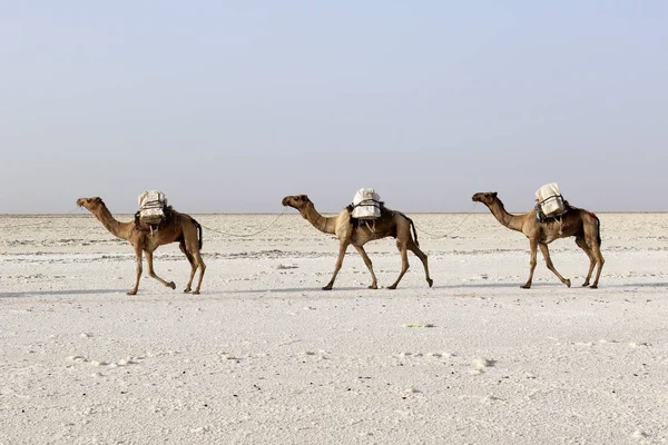 Cammelli carovana con sale nel deserto africano di Danakil, Etiopia — Foto Stock