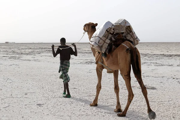 Velbloudi caravan nesoucí sůl v Africe poušť Danakil, Etiopie — Stock fotografie