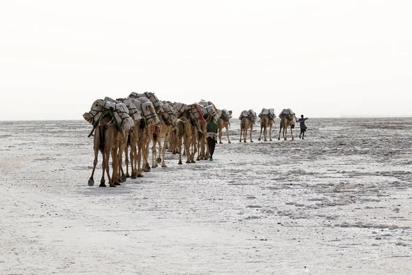 Velbloudi caravan nesoucí sůl v Africe poušť Danakil, Etiopie — Stock fotografie