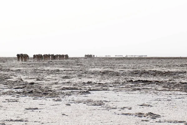 Velbloudi caravan nesoucí sůl v Africe poušť Danakil, Etiopie — Stock fotografie