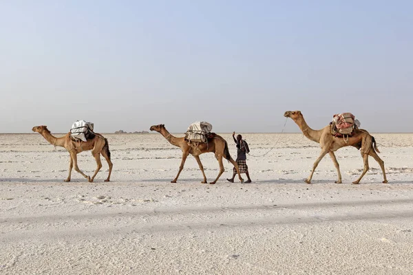 Caravana de camellos con sal en el desierto de Danakil, Etiopía Fotos De Stock