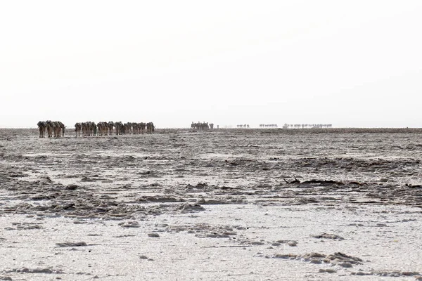 Caravana de camellos con sal en el desierto de Danakil, Etiopía Fotos De Stock