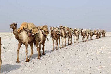 Afrika'nın Danakil çöl, Etiyopya tuz taşıyan deve karavan