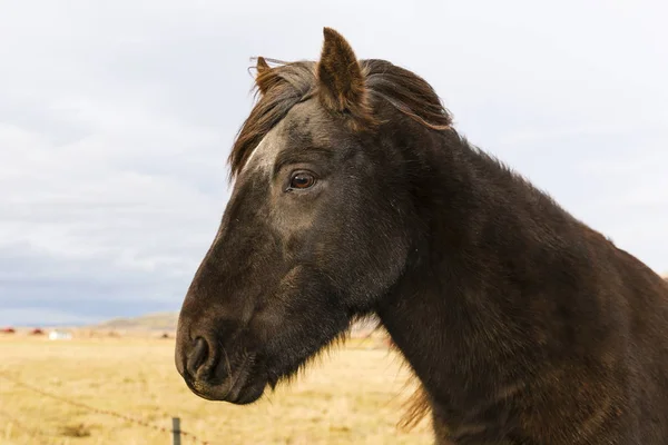Portrait d'un poney noir d'Islande — Photo