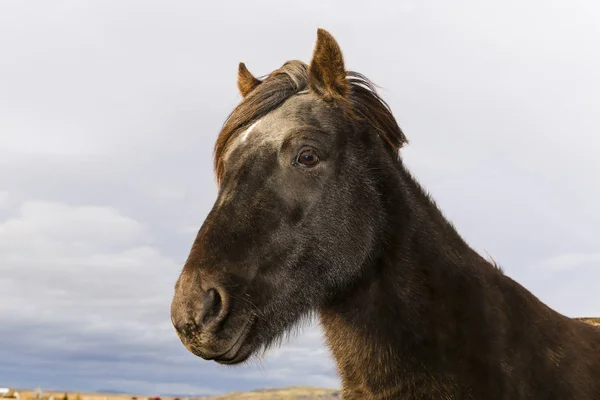 Ritratto di un pony Islanda nero — Foto Stock