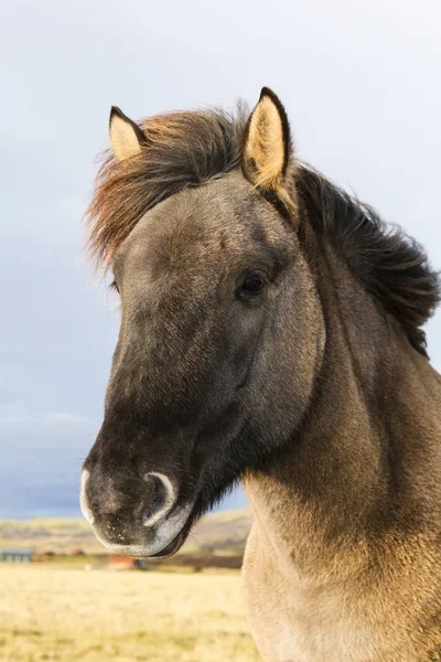 Ritratto di un pony Islanda nero — Foto Stock