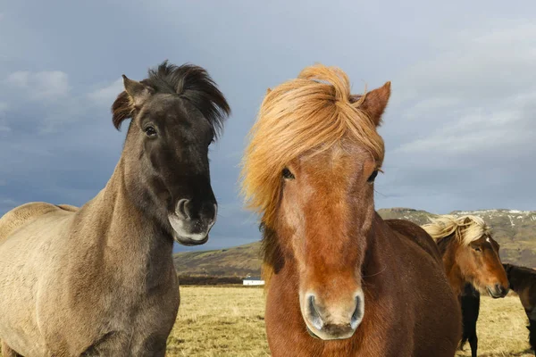 Portrait de deux poneys d'Islande — Photo
