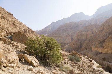 Wadi Arugot nehir, ein Gedi doğa rezerv, dead sea, İsrail