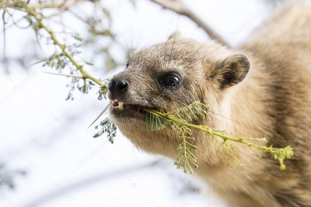 Cliff badger, Rock Hyrax, ein Gedi nature reserve, dead sea, Isr