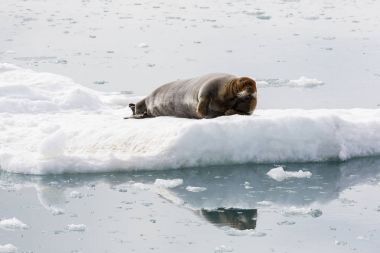 Sakallı fok bir buz parçası, Svalbard, Spitsbergen, Norveç dinleniyor
