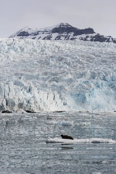 Szakállas fóka nyugszik egy úszó jégtábla, Svalbard, Spitzbergák, Norvégia — Stock Fotó