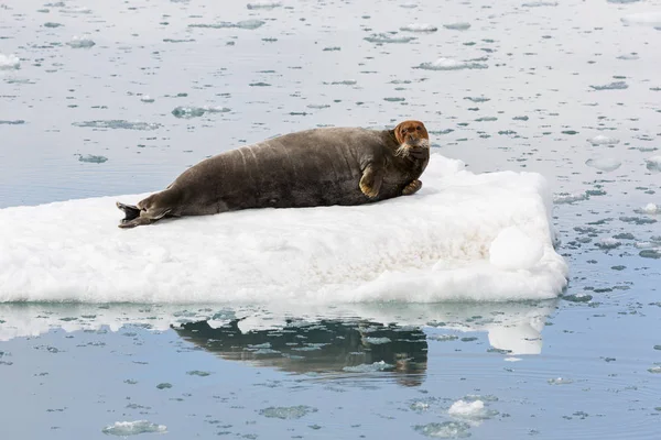 Sakallı fok bir buz parçası, Svalbard, Spitsbergen, Norveç dinleniyor