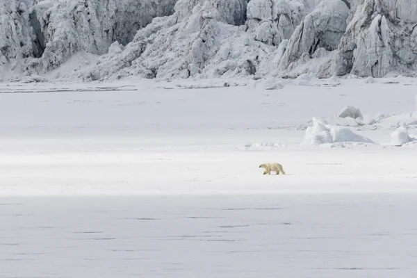 Polar bear runs along a ice floe along a glacier, Svalbard, Spitsbergen