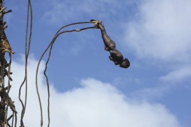 Pentecost, Vanuatu 17 Temmuz 2014, geleneksel ayaklarına modern Bungee Jumping, editoryal kökeni bağlı üzüm ile dalış ritüel (Nangol) arsa