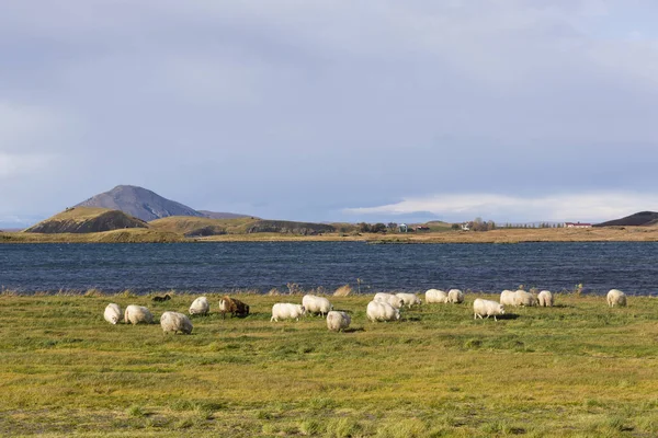 Myvatn-Landschaft mit Schafen und See in Island im Herbst — Stockfoto