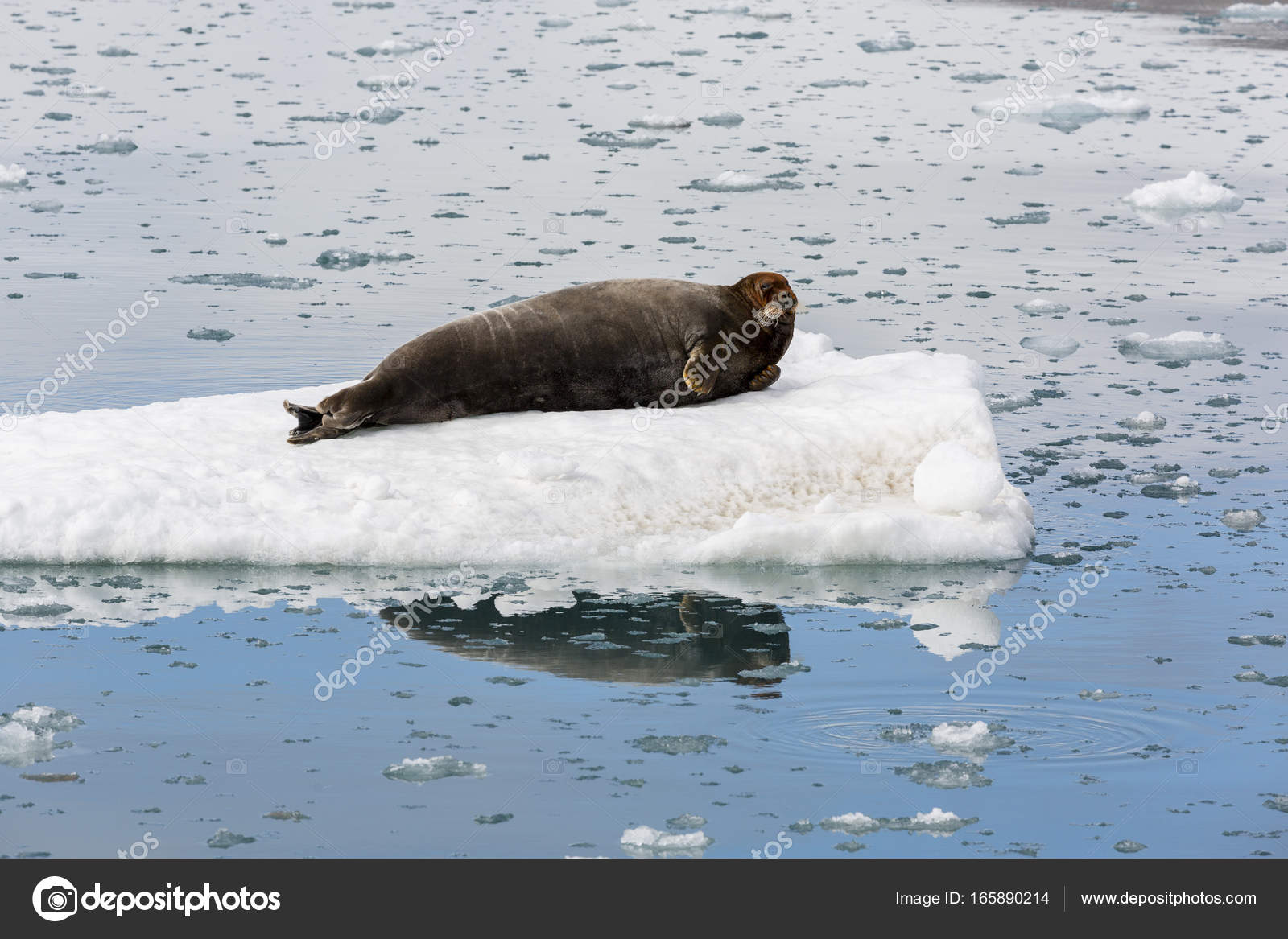 Greenland animal Stock Photos, Royalty Free Greenland animal Images | Depositphotos Greenland animal Stock Photos, Royalty Free Greenland animal Images | Depositphotos