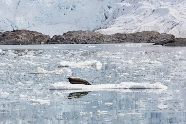 髯的海豹休息上浮冰，斯瓦尔巴特群岛，斯匹次卑尔根，N — 图库照片