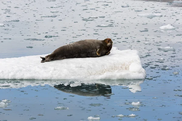 Guarnizione barbuto sta riposando su un piatto di ghiaccio, Svalbard, Spitsbergen, N — Foto Stock
