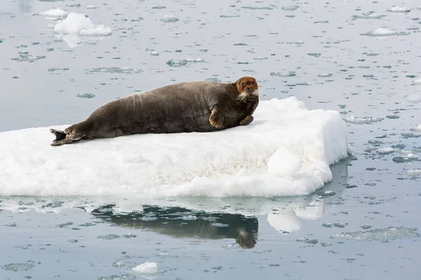 Bebaarde zegel is rusten op een pakijs, Svalbard, Spitsbergen, N — Stockfoto