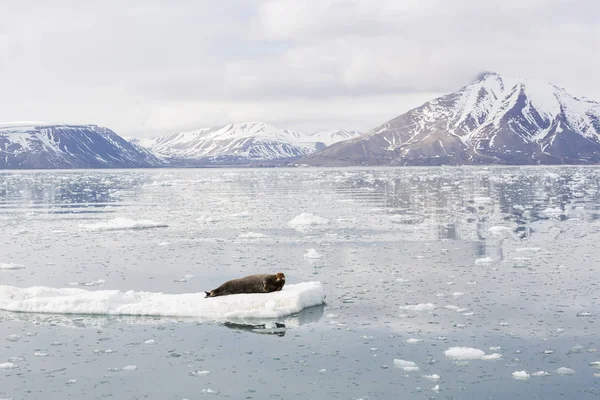 髯的海豹休息上浮冰，斯瓦尔巴特群岛，斯匹次卑尔根，N — 图库照片