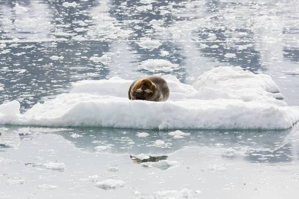 Bärtige Robbe ruht auf einer Eisscholle, Spitzbergen, — Stockfoto