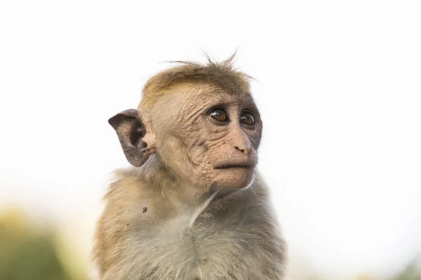 Jong, lelijk op zoek makaak Monkey, Kandy, Sri Lanka — Stockfoto