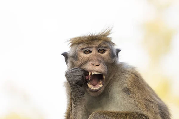 Makaak Monkey eet een moer, Kandy, Sri Lanka — Stockfoto
