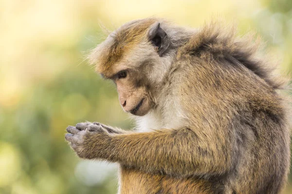 Makaak Monkey zittend op een muur, Kandy, Sri Lanka — Stockfoto