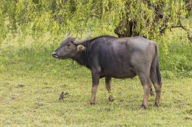 Asya su aygırı içinde Yala Nationalpark, Sri Lanka