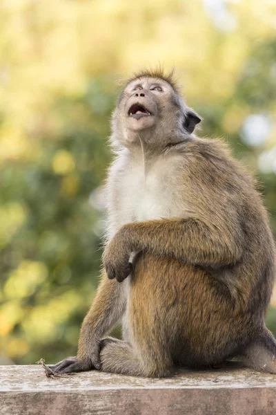 Makaak Monkey zittend op een muur, Kandy, Sri Lanka — Stockfoto