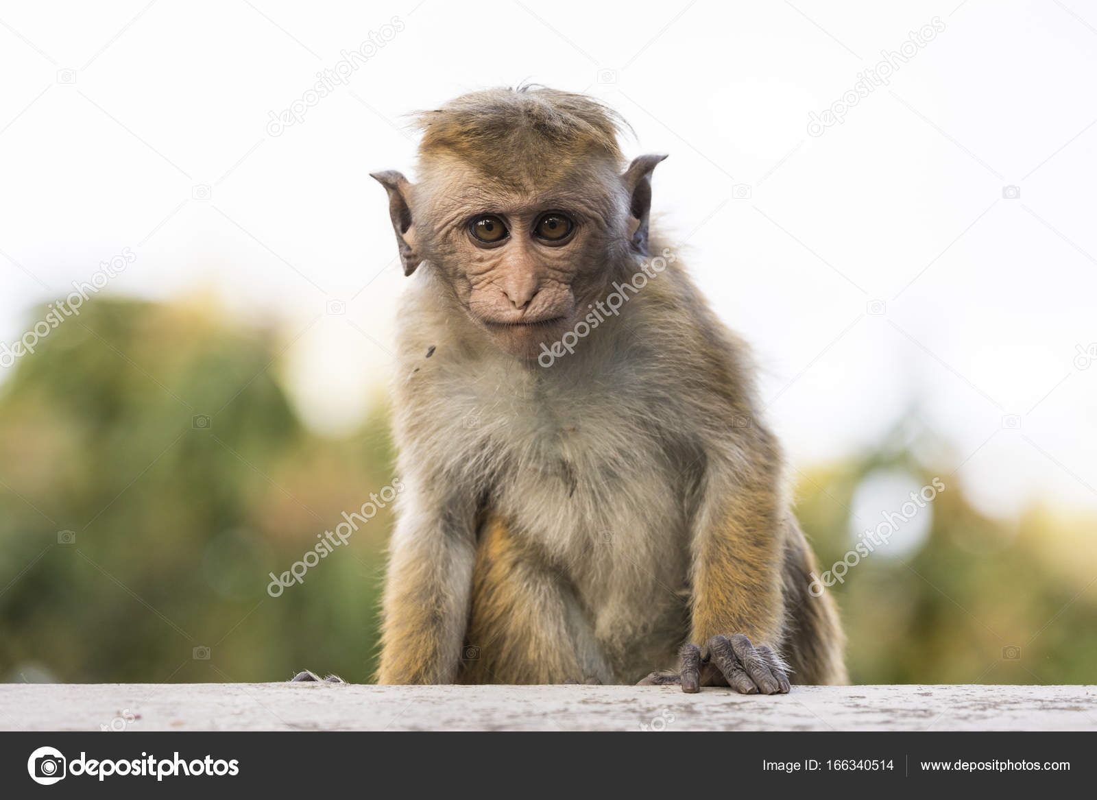 Jovem, feio procurando Macaco, Kandy, Sri Lanka fotos, imagens de ©  fthuerig #166340514