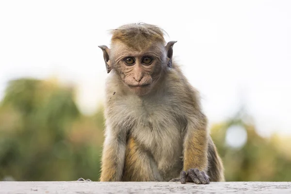 Jong, lelijk op zoek makaak Monkey, Kandy, Sri Lanka — Stockfoto