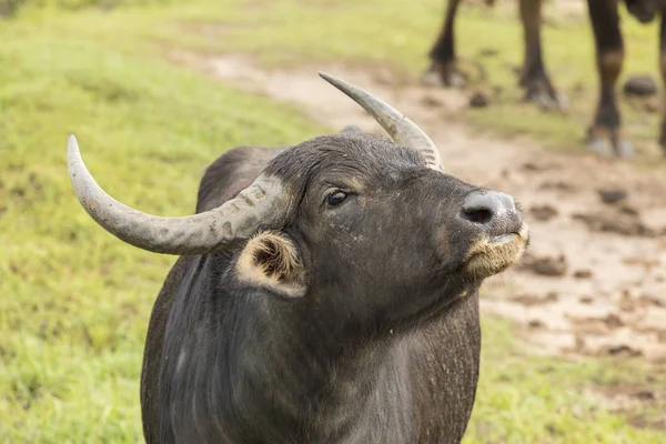 Buffalo acuático asiático en Yala Nationalpark, Sri Lanka — Foto de Stock