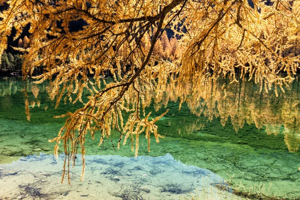 Εκπληκτική θέα της λίμνης Palpuogna κοντά στο Albula περάσει με χρυσά δέντρα το φθινόπωρο, Καντόνιο Grisons, Ελβετία — Φωτογραφία Αρχείου