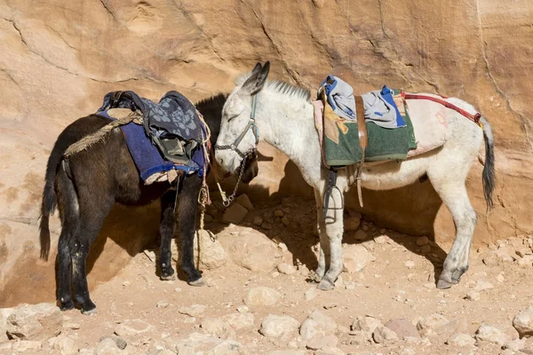 Osli čeká na turisty v starověké město Petra, Jordánsko — Stock fotografie