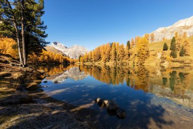 Albula geçidi yakınlarındaki Palpuogna Gölü 'nün göz kamaştırıcı manzarası. Sonbaharda altın ağaçlar, İsviçre Grisons Kantonu.