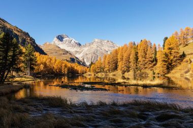 Albula geçidi yakınlarındaki Palpuogna Gölü 'nün göz kamaştırıcı manzarası. Sonbaharda altın ağaçlar, İsviçre Grisons Kantonu.