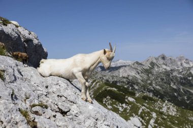 Keçi bir taşa oturur ve kalk, Slovenya Alpler'de istiyor