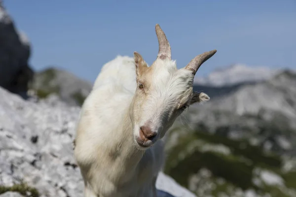 Young goat curiously looks into the camera, Alps of Slovenia — Stock Photo, Image