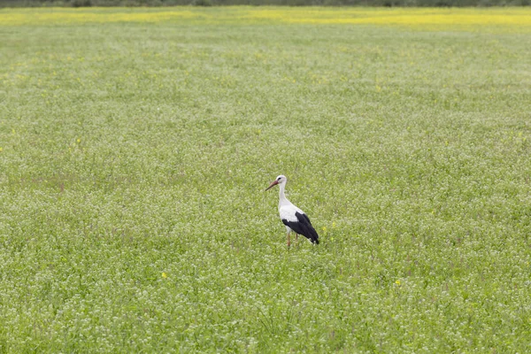 Vit stork står på en äng i Estland — Stockfoto