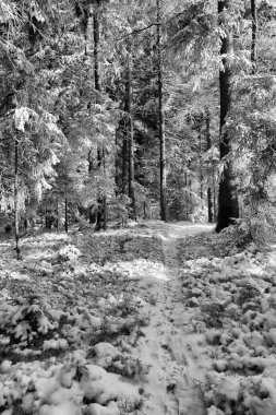 Bir soğuk kış günü kar yağışı İsviçre sonra sırasında orman