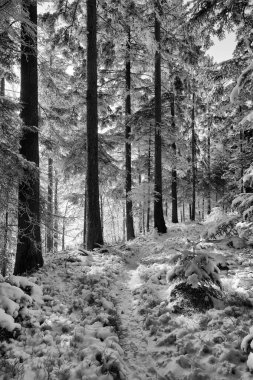Bir soğuk kış günü kar yağışı İsviçre sonra sırasında orman