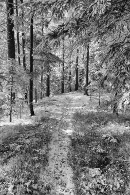 Bir soğuk kış günü kar yağışı İsviçre sonra sırasında orman