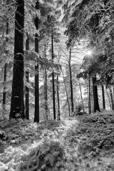 Wald an einem kalten Wintertag nach Schneefall in der Schweiz — Stockfoto