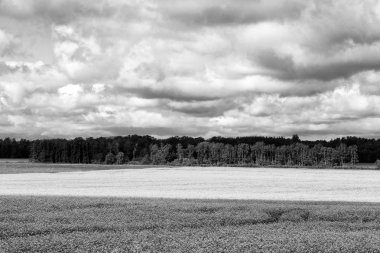 Tecavüz alan ve mavi gökyüzü güneşli bir bulutlu Saaremaa Adası