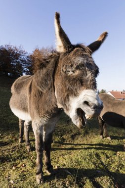 Gri bir eşek İsviçre'etrafında çığlık atıyor
