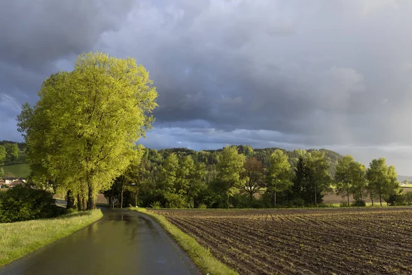 L'albero splende alla luce del sole dopo un forte temporale — Foto Stock