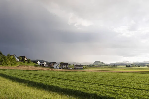 Campo di grano brilla alla luce del sole dopo un forte temporale — Foto Stock